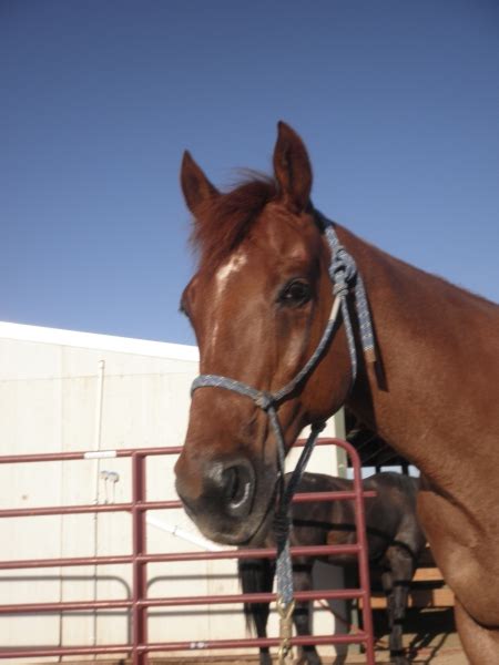 equestrian classifieds|horses for sale sites online.